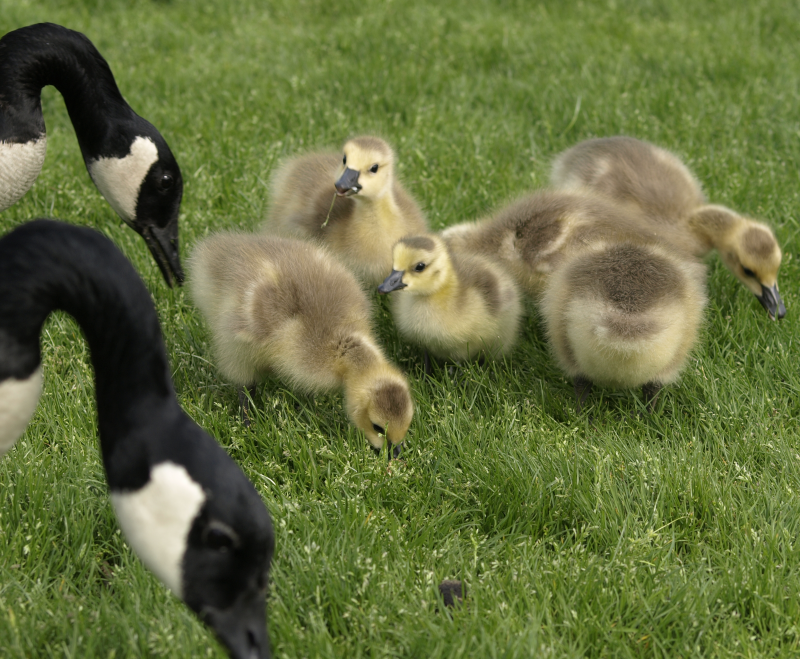 Canada Goose + goslings