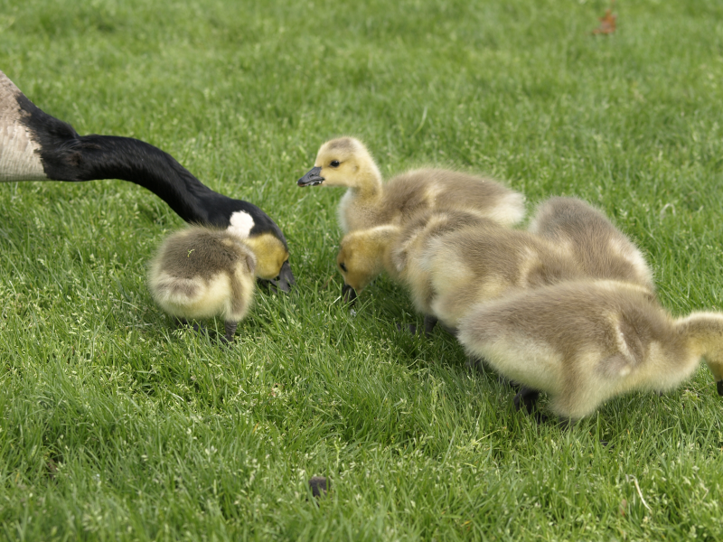 Canada Goose mother + goslings