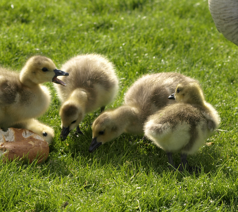 Canada Goose goslings