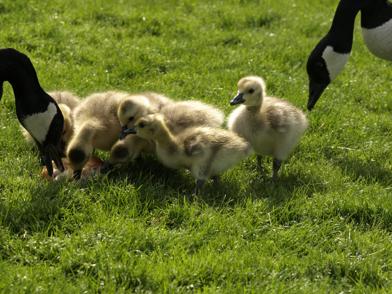 Canada Goose mother + goslings
