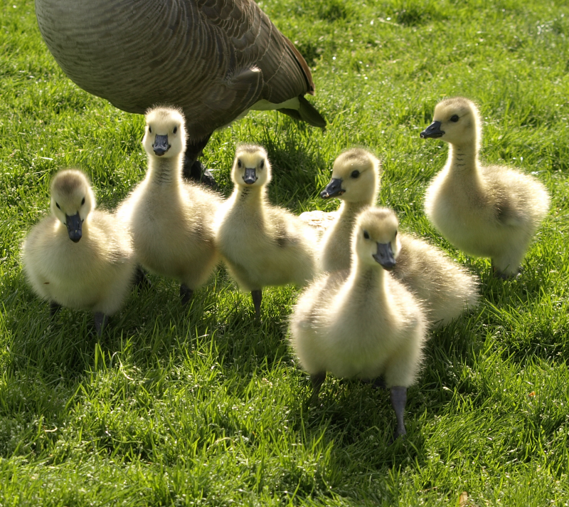 Canada Goose goslings