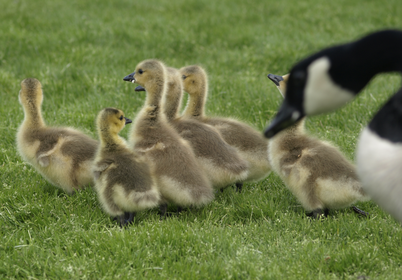 Canada Goose goslings