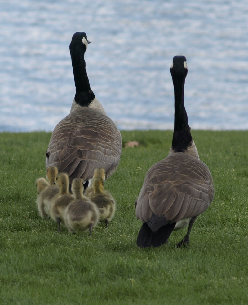 Canada Goose mother + goslings