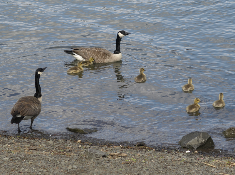 Canada Goose mother + goslings