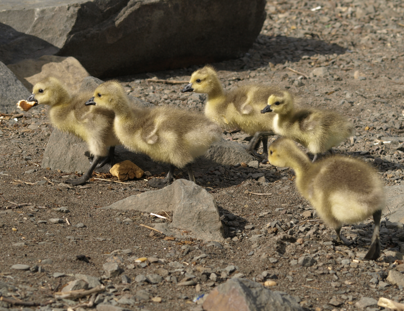 Canada Goose goslings