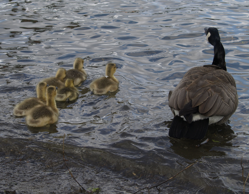 Canada Goose mother + goslings