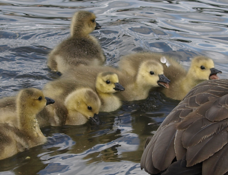 Canada Goose mother + goslings