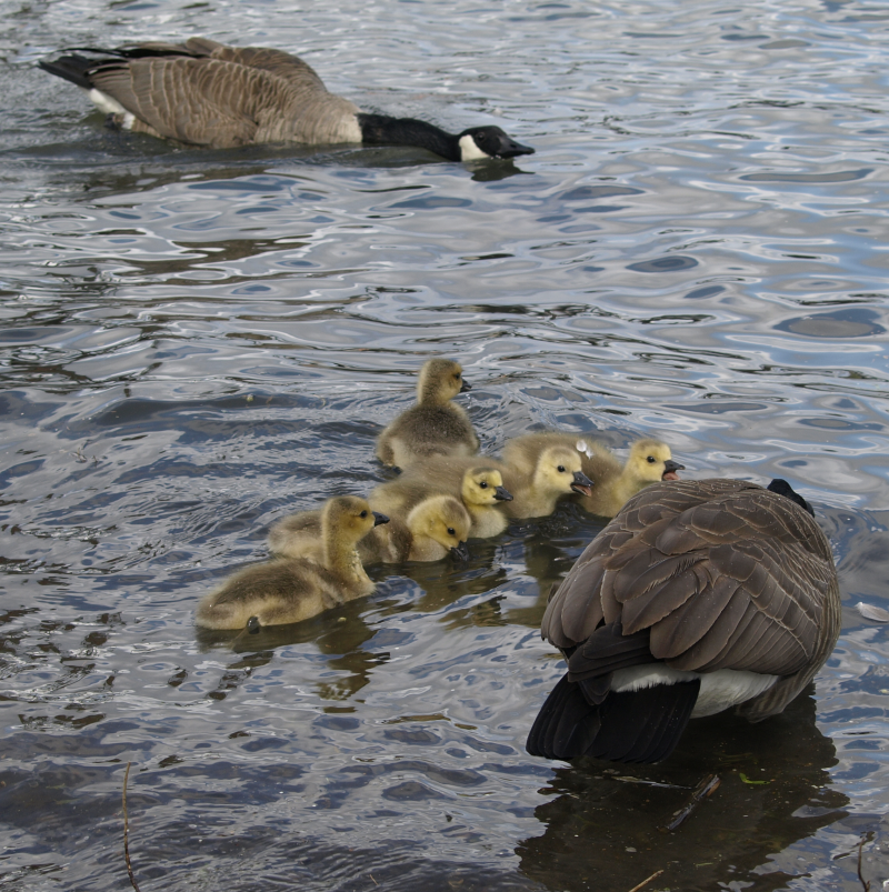 Canada Goose mother + goslings