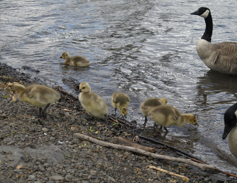Canada Goose mother + goslings