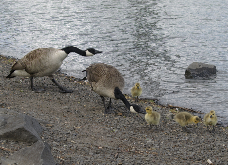 Canada Goose mother + 4 goslings