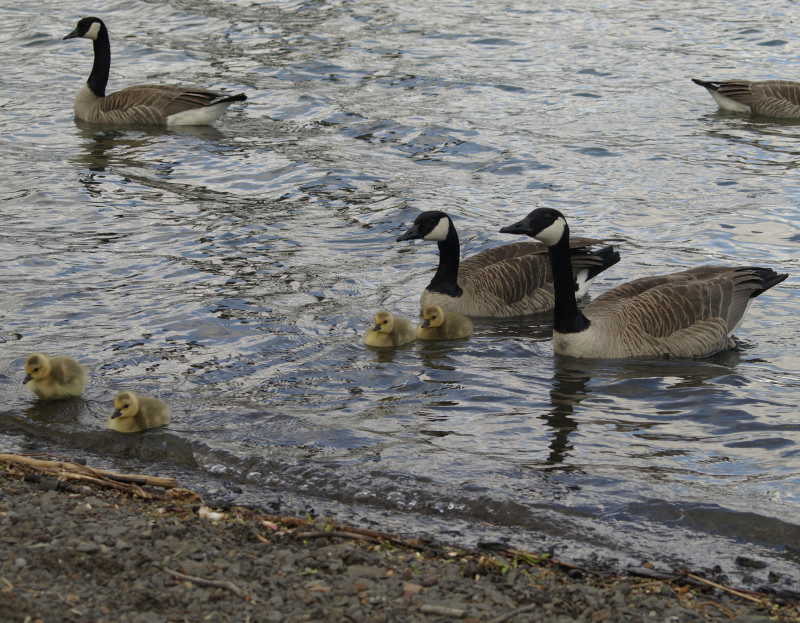 Canada Goose family with 4 goslings