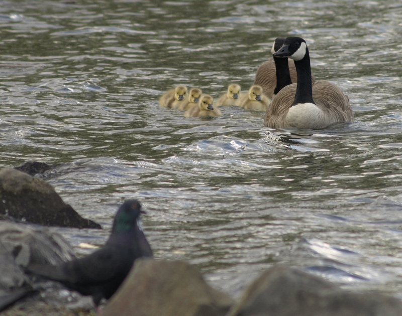 Canada Goose family with 5 goslings