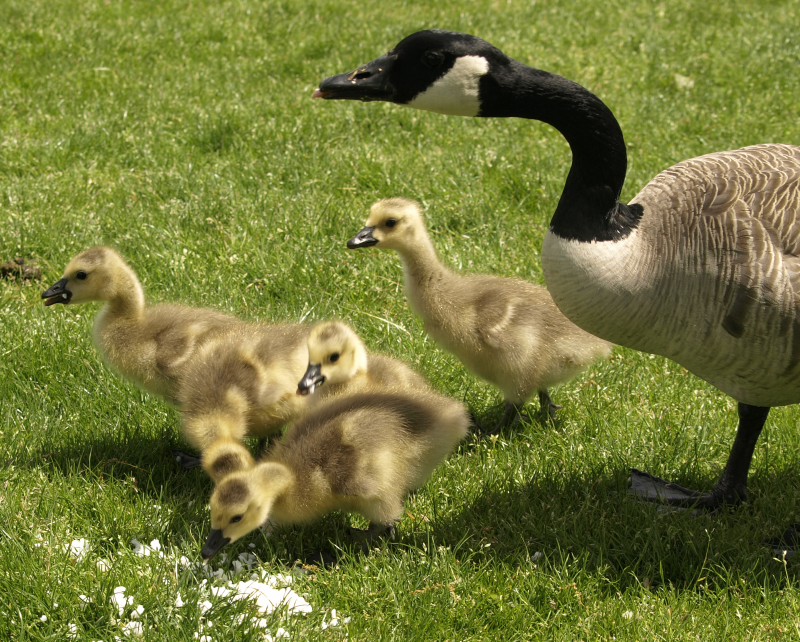 Canada Goose mother + 5 goslings