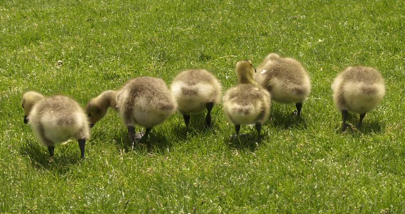 6 Canada Goose goslings