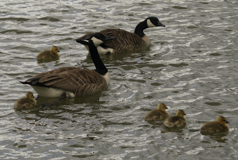 Carmen + Canada Goose family