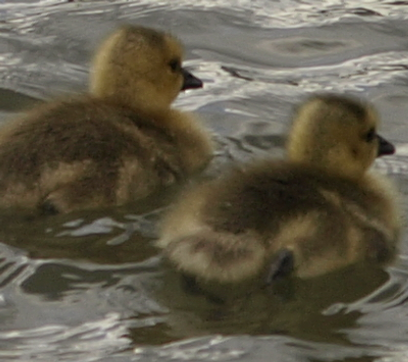 2 Canada Goose goslings