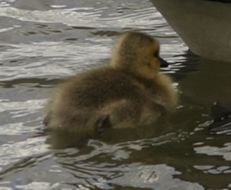 Canada Goose gosling