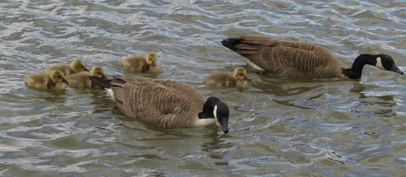 Canada Goose family
