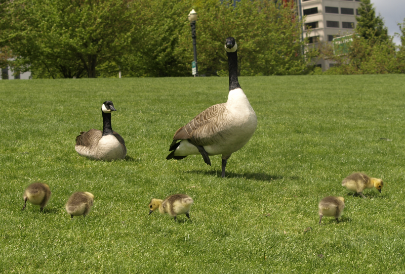 Canada Goose family with 5 goslings