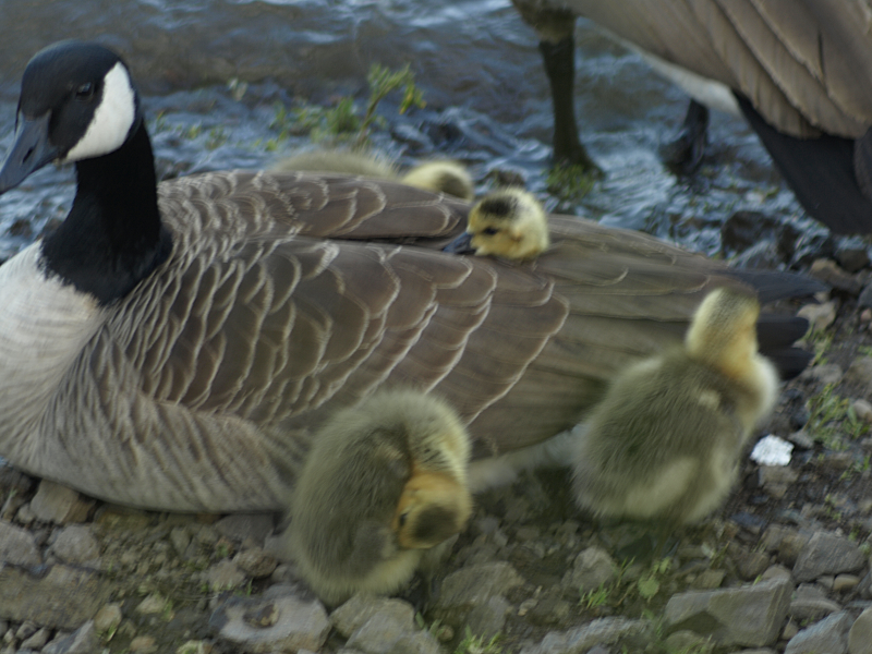 Canada Goose gosling under mother's wing