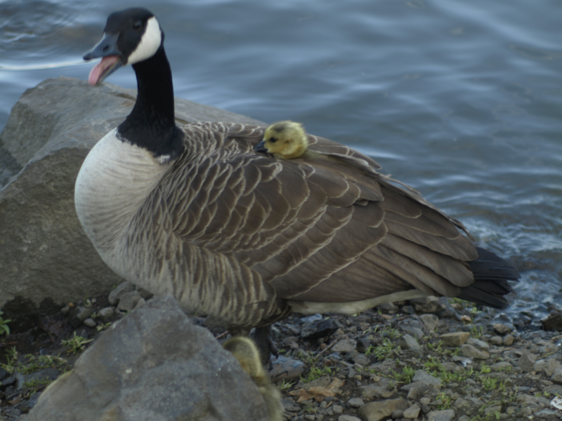 Canada Goose gosling under mother's wing