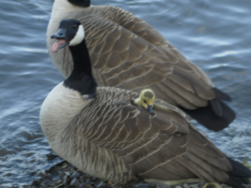 Canada Goose gosling under mother's wing