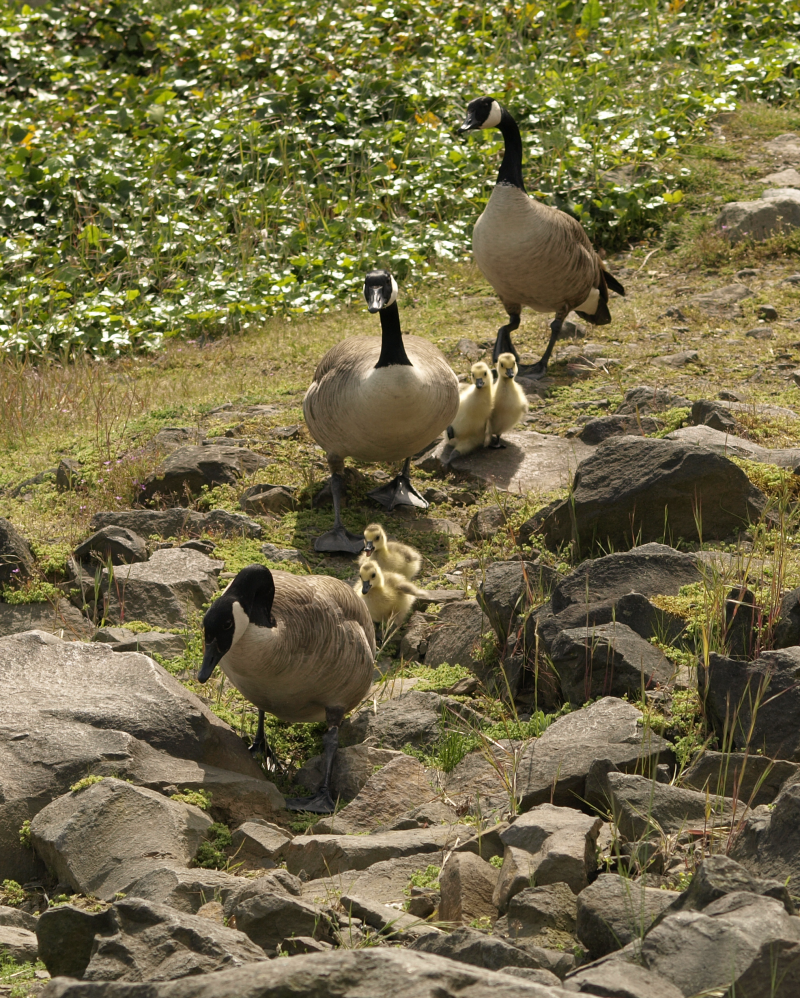 Canada Goose family with 5 goslings