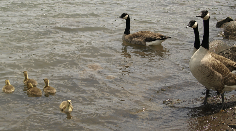 Canada Goose family with 5 goslings