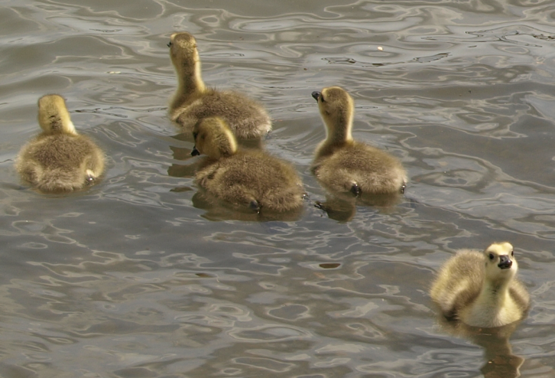 5 Canada Goose goslings