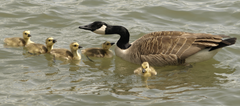 Canada Goose father + 5 goslings