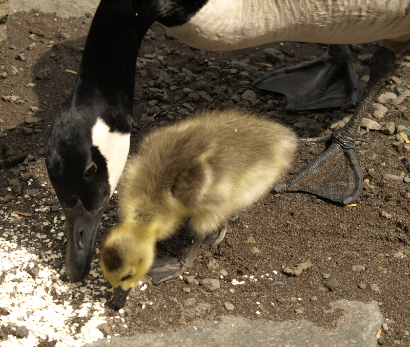Canada Goose father + gosling Carmen