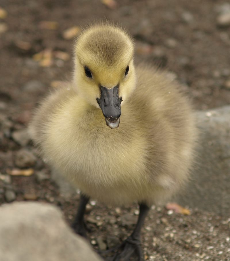 Canada Goose gosling