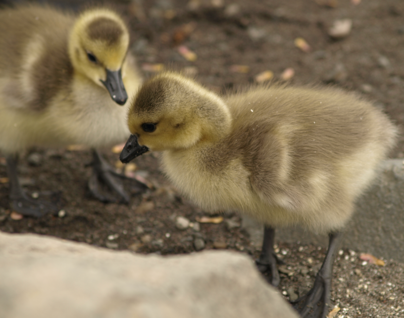 Canada Goose goslings