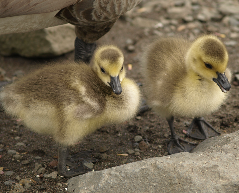 Canada Goose goslings