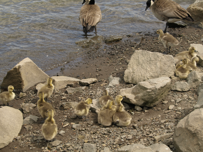 Canada Goose goslings
