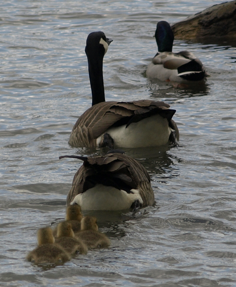 Canada Goose family