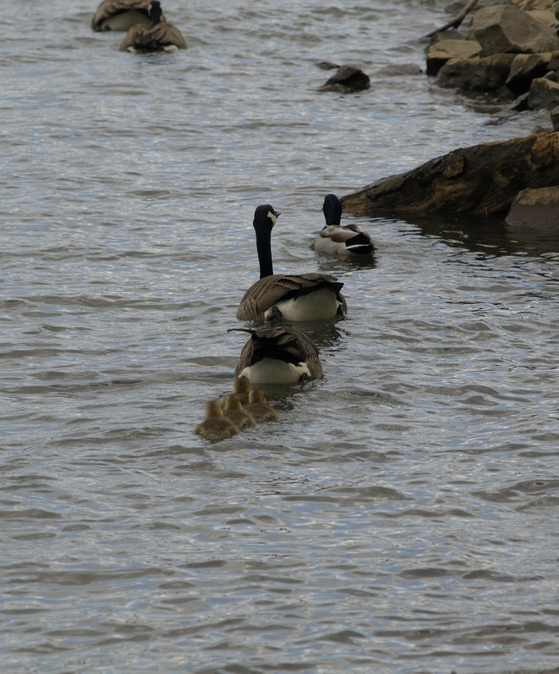 Canada Goose family