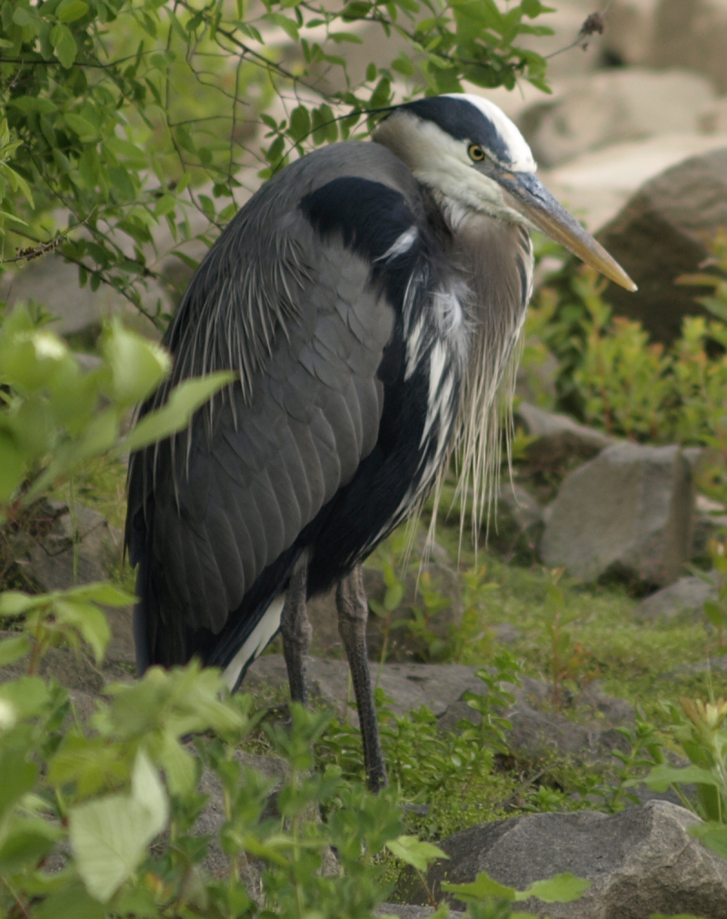 Beethoven the Great Blue Heron