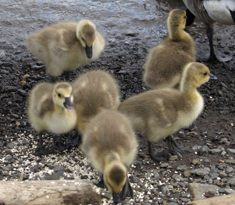 Canada Goose goslings