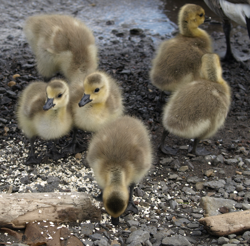 Canada Goose goslings