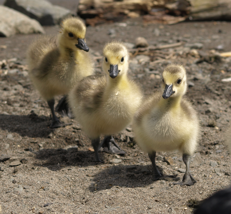 Canada Goose goslings