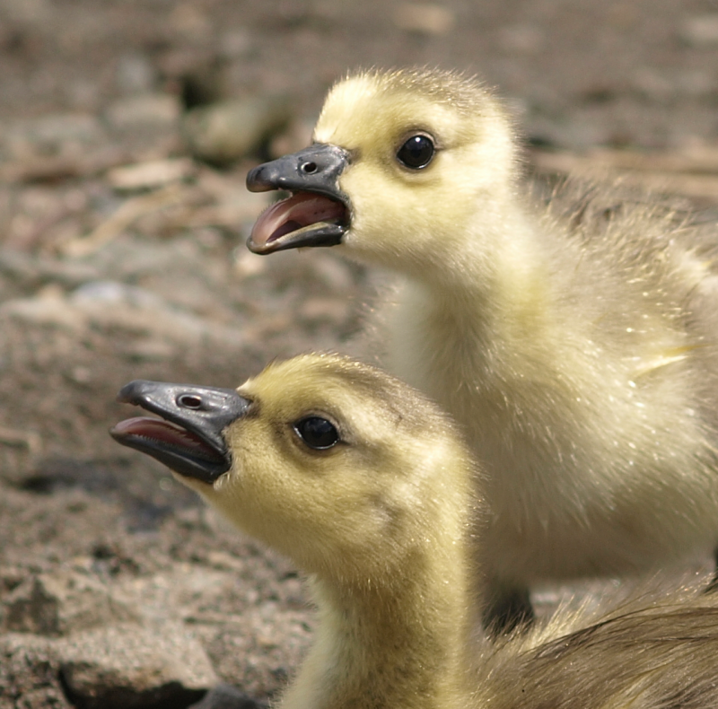 Canada Goose goslings