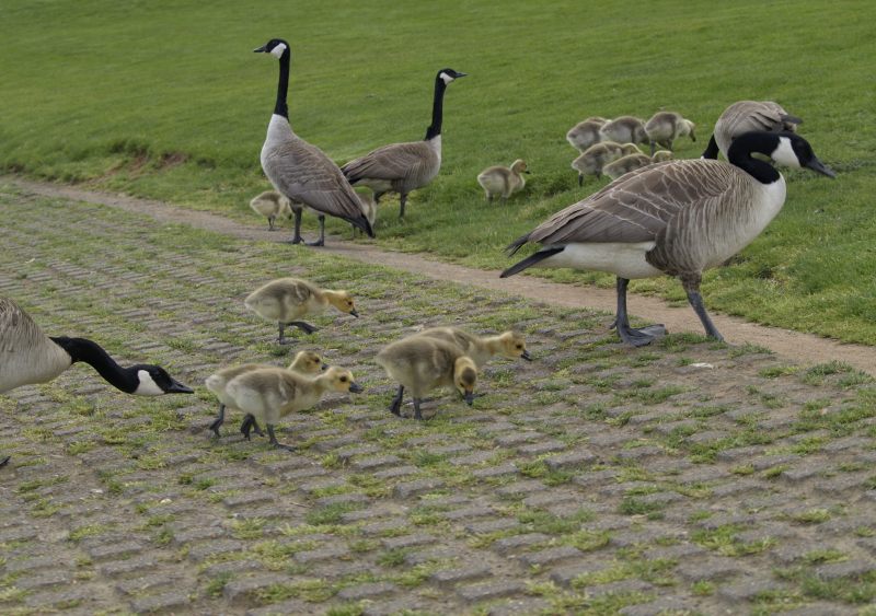 Canada Goose families