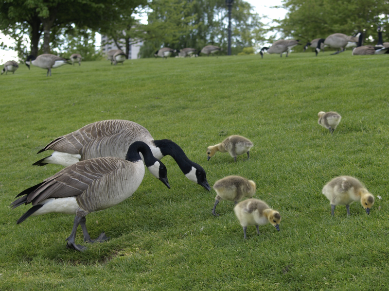 Canada Goose family