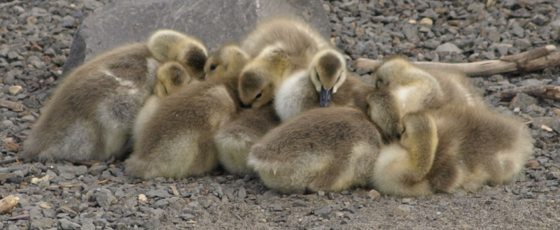 Canada Goose family