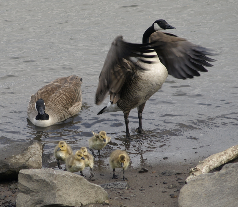 Canada Goose family