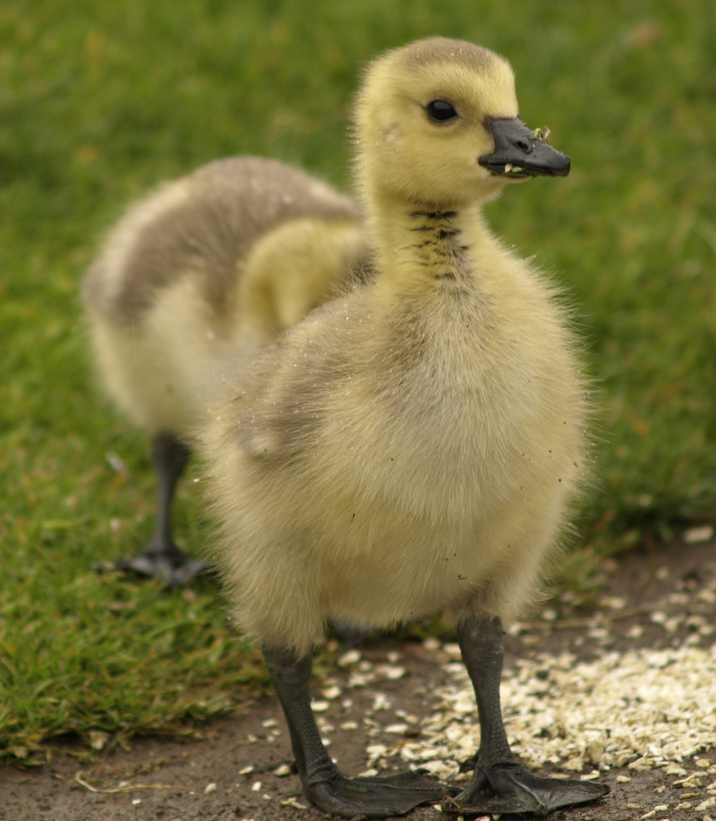 Canada Goose goslings