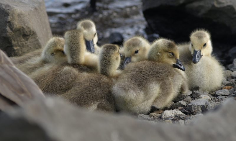 Canada Goose goslings