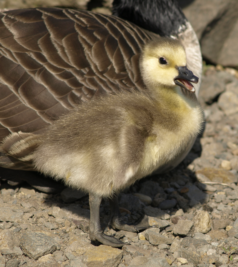 Canada Goose gosling