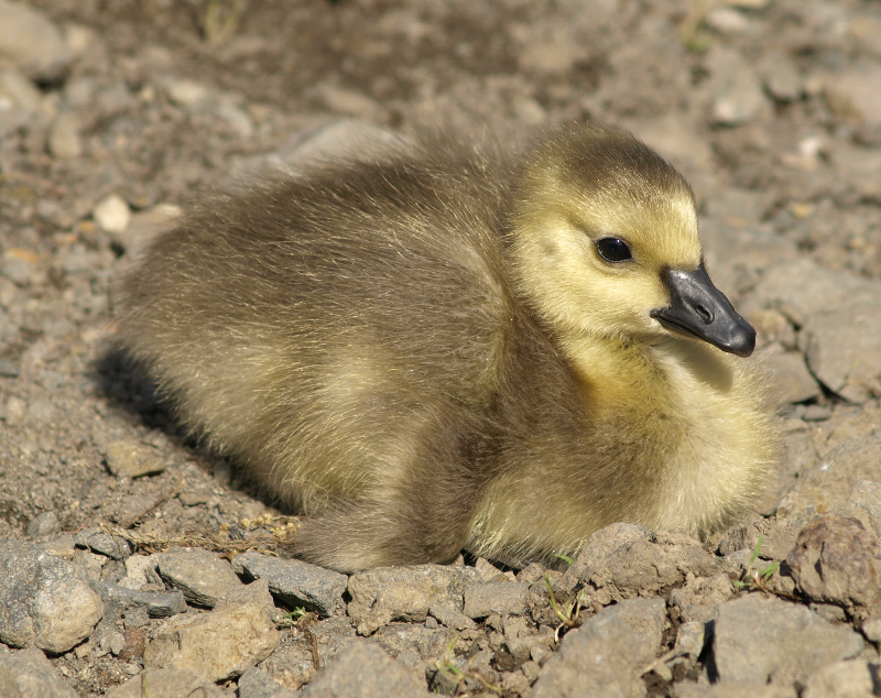 Canada Goose gosling